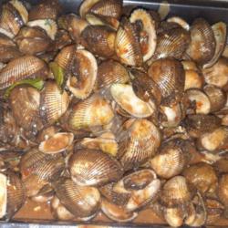 Kerang Tumpah Bulu