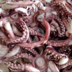 Tentakel, Gurita - Octopus