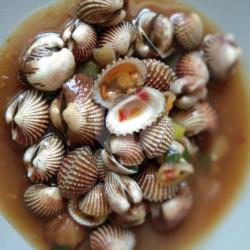 Kerang Dara