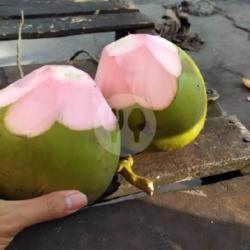 Air Kelapa Hijau (sedang)