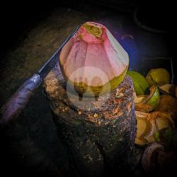 Kelapa ( Degan Wulung Obat )