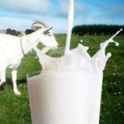 Susu Kambing Aneka Rasa