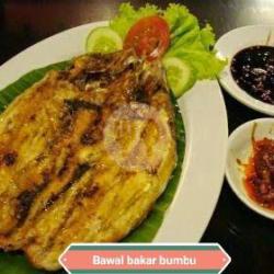 Ikan Ayam - Ayam Besar