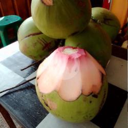 Kelapa Ijo Asli Kecil