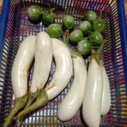 Terong Goreng/porsi