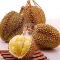 Durian Montong Nyess