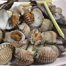 Kerang Darah Rebus