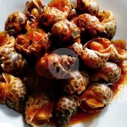 Kerang Macan Loreng