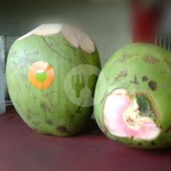 Kelapa Ijo (obat) Jumbo