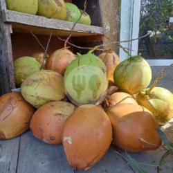 Fresh Young Coconut