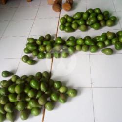 Alpukat Premium Jember Besar 1 Kg