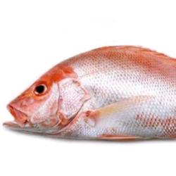 Ikan Kakap Merah Per 4 Ons