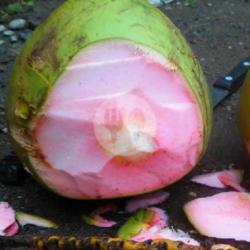 Kelapa Ijo Obat Ukuran Sedang