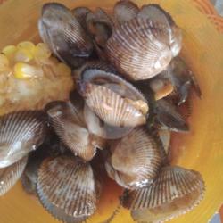 Kerang Bulu Saus Padang