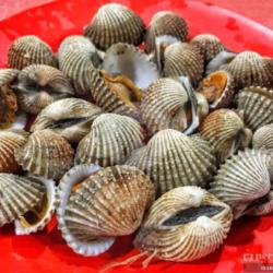 Kerang Rebus