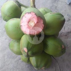 Kelapa Hijau Butir Kecil