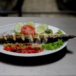 Ikan Baracuda (m)