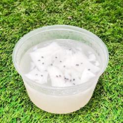 Puding Coconut /puding Kelapa Muda