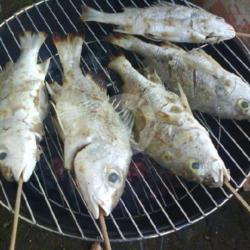 Ikan Kakap Putih Bakar / Goreng