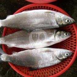 Ikan Bolu