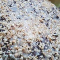 Kacang Coklat  Wijen Susu Original