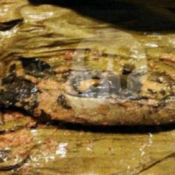 Pepes Ikan Layang