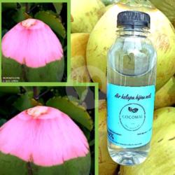 Air Kelapa Hijau Asli Botol 500ml