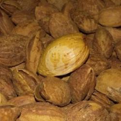 Kacang Almond 100gr