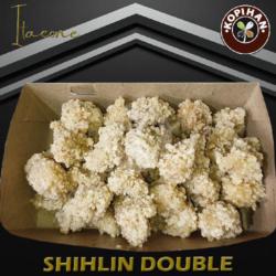 Itaeone Shihlin Balado (double)