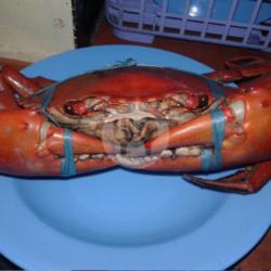 Ting-ting (kepiting Bunting)