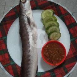 Ikan Baracuda