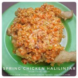 Spring Chicken Halilintar