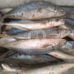 Ikan Kembung Layang 1kg