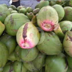 Kelapa Hijau Obat Ukurannya Sedang