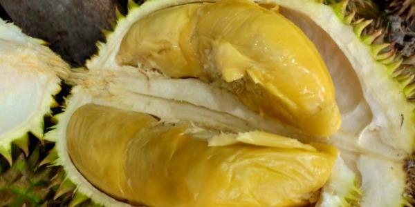Durian Pandawa, Sei Batang Hari