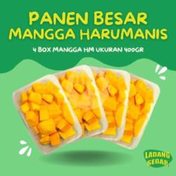 Panen Besar Mangga Harumanis