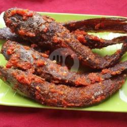 Lele Balado Merah