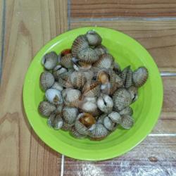 Kerang Dara Rebus