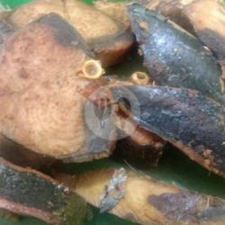 Ikan Tongkol Laut Dan Ikan Tongkol Cuwe Goreng