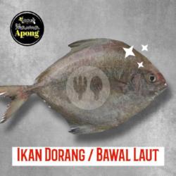 Bawal Laut (dorang) Bakar/goreng