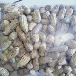 Kacang Kulit Sangrai