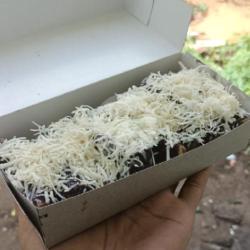 Piscok Toping Coklat Full Keju