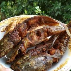 Ikan Lele Kecil
