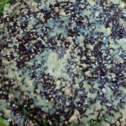 Pisang Coklat Kacang Susu