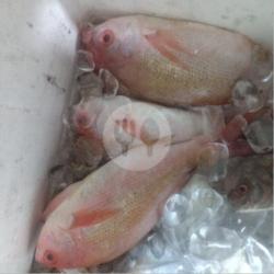 Ikan Kakap Merah Goreng   Nasi Uduk