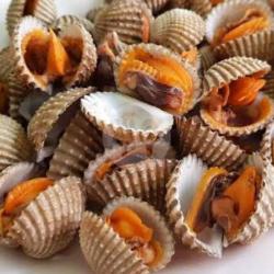 Kerang Dara Rebus