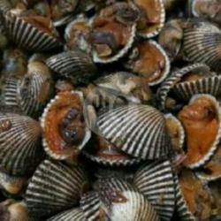 Kerang Dara Saus Mentega