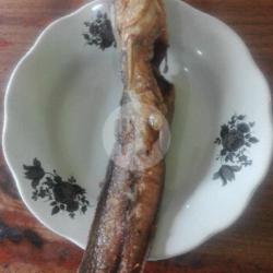 Ikan Lele