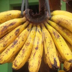 Pisang Barangan Medan