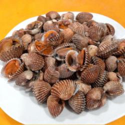 Kerang Dara Rebus